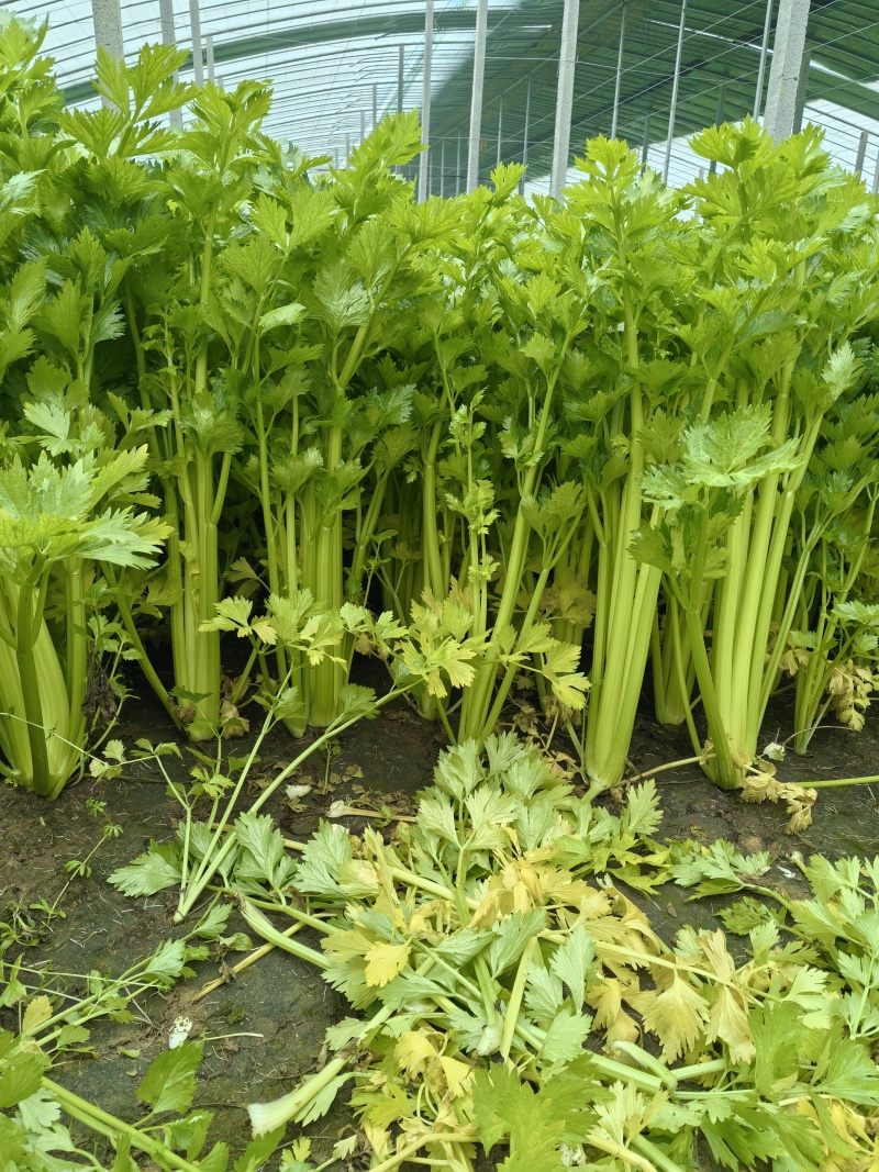 芹菜大量上市