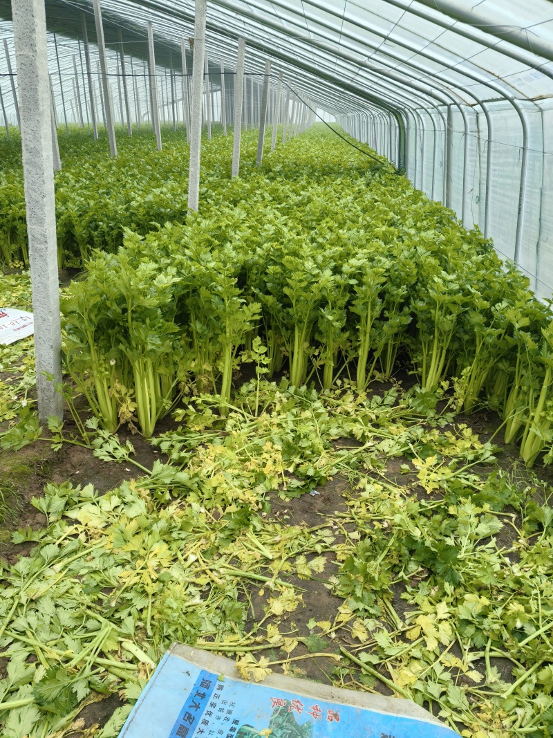 芹菜大量上市
