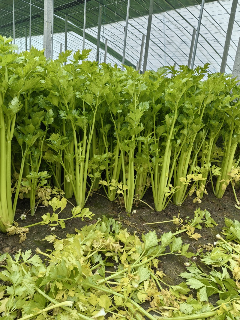 芹菜大量上市