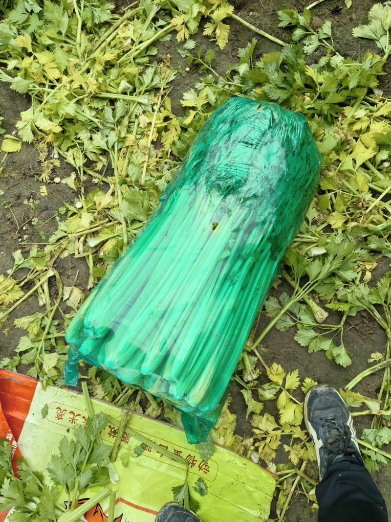 芹菜大量上市