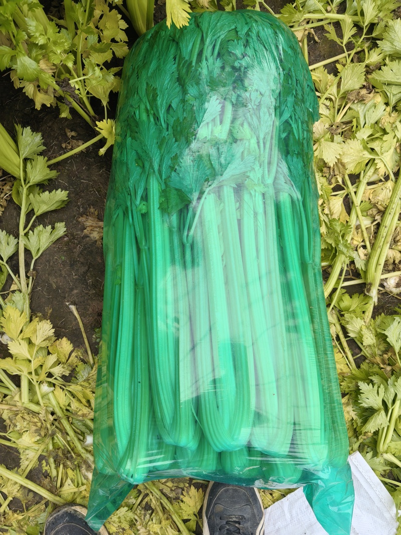 芹菜大量上市