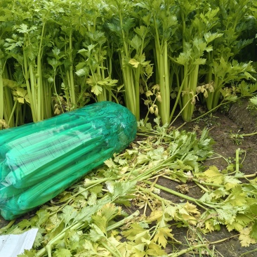 芹菜大量上市