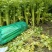 芹菜大量上市