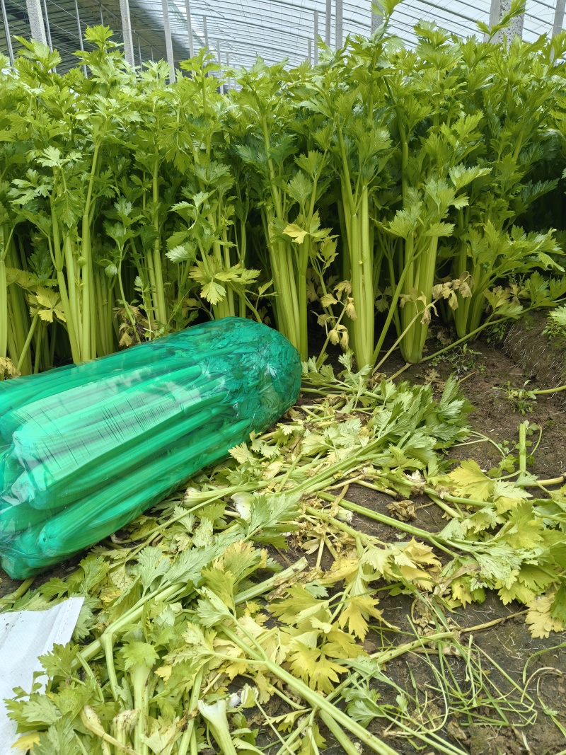 芹菜大量上市