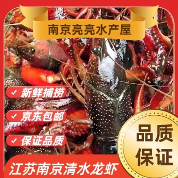 清水塘龙虾