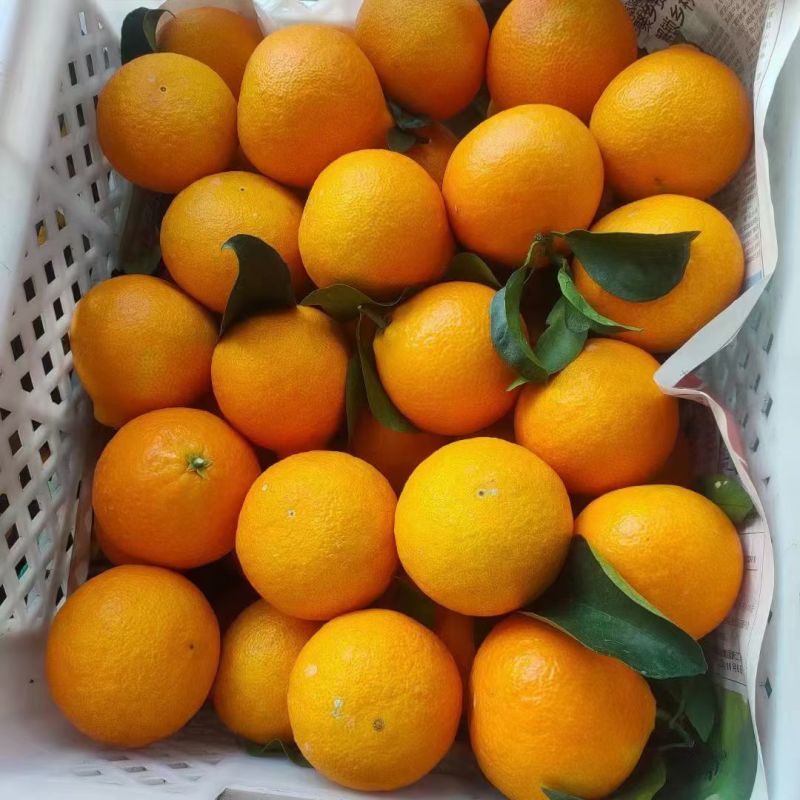 象山红美人