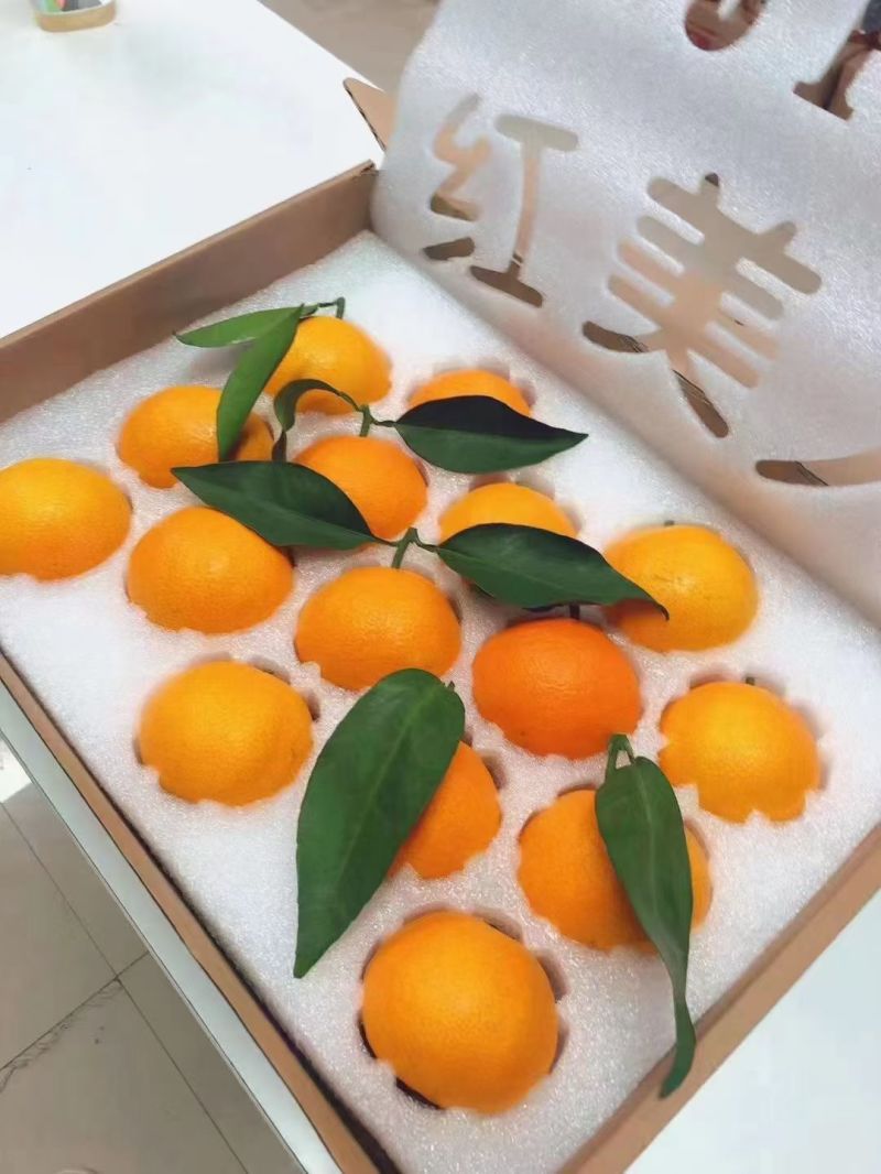 象山红美人