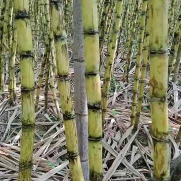漳州云霄黄皮果蔗