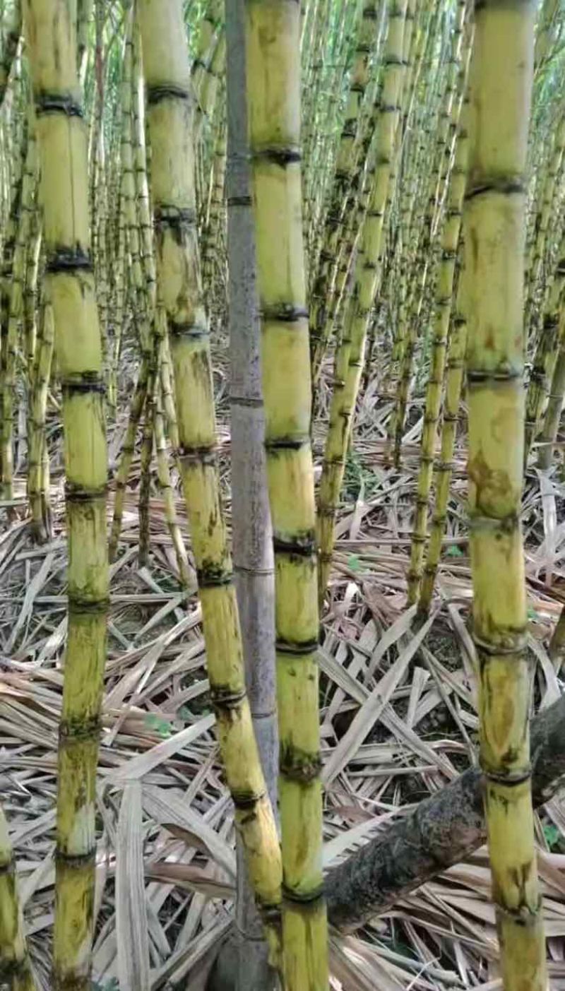 漳州云霄黄皮果蔗