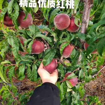 精品优质红桃