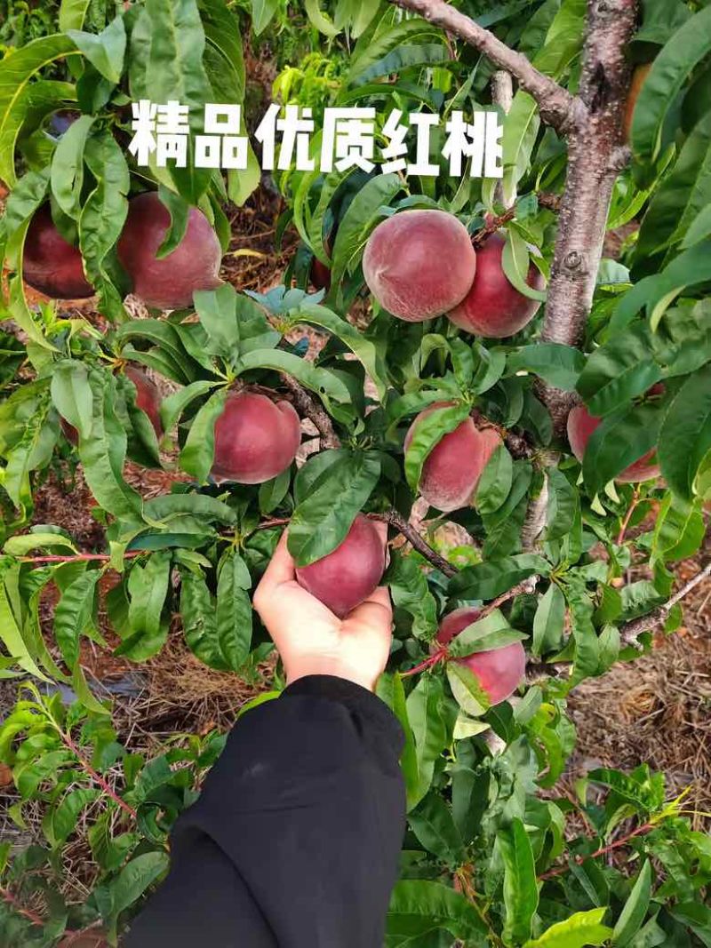 精品优质红桃