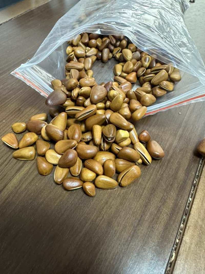 新货东北松子大颗粒大开口松子支持电商一件代发批量拿货