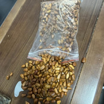 新货东北松子大颗粒大开口松子支持电商一件代发批量拿货