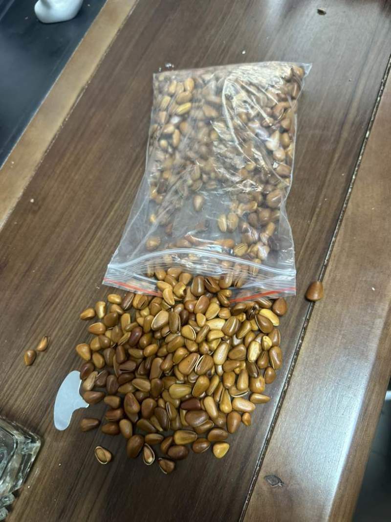 新货东北松子大颗粒大开口松子支持电商一件代发批量拿货