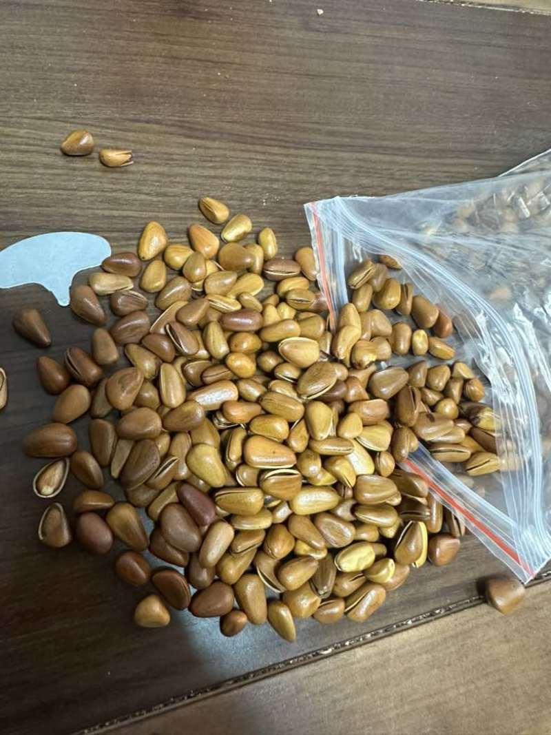 新货东北松子大颗粒大开口松子支持电商一件代发批量拿货