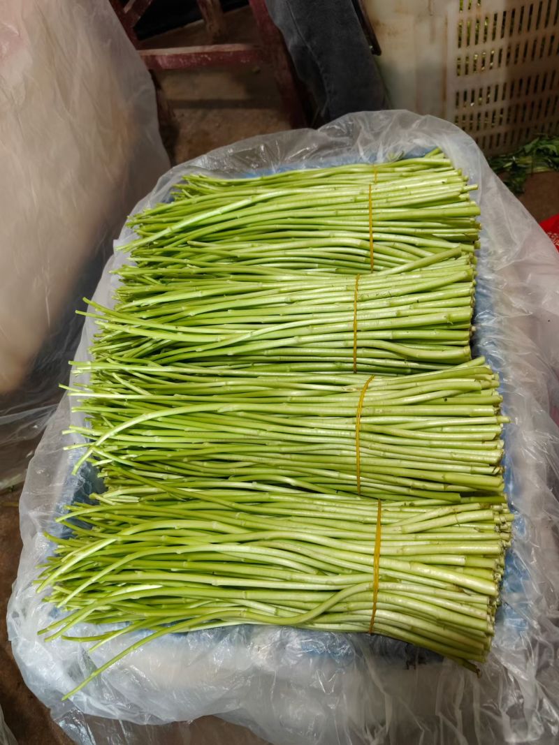 云南精品黎蒿