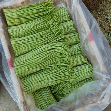 云南精品黎蒿
