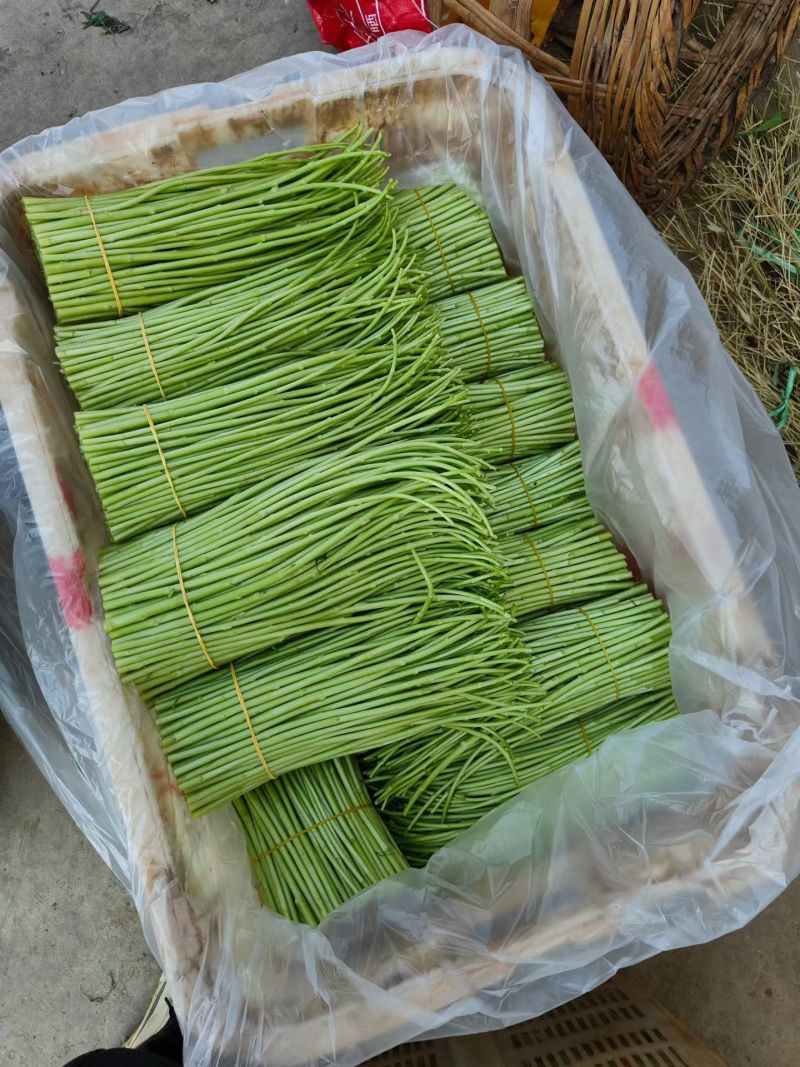 云南精品黎蒿