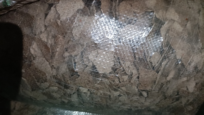 花生麸，有老麸有嫩麸