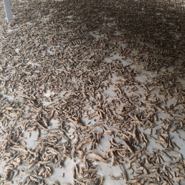 自家种植玄参，保质保量