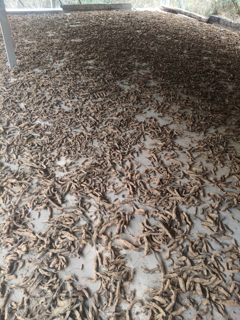 自家种植玄参，保质保量