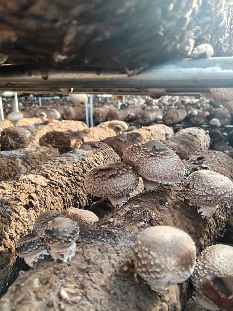鲜香菇，可开票，可代办