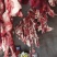 内蒙古牧区阿尔巴斯山羊肉