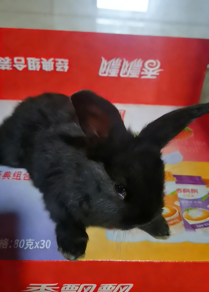 兔子