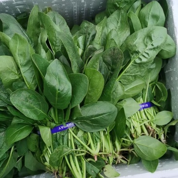 大叶菠菜