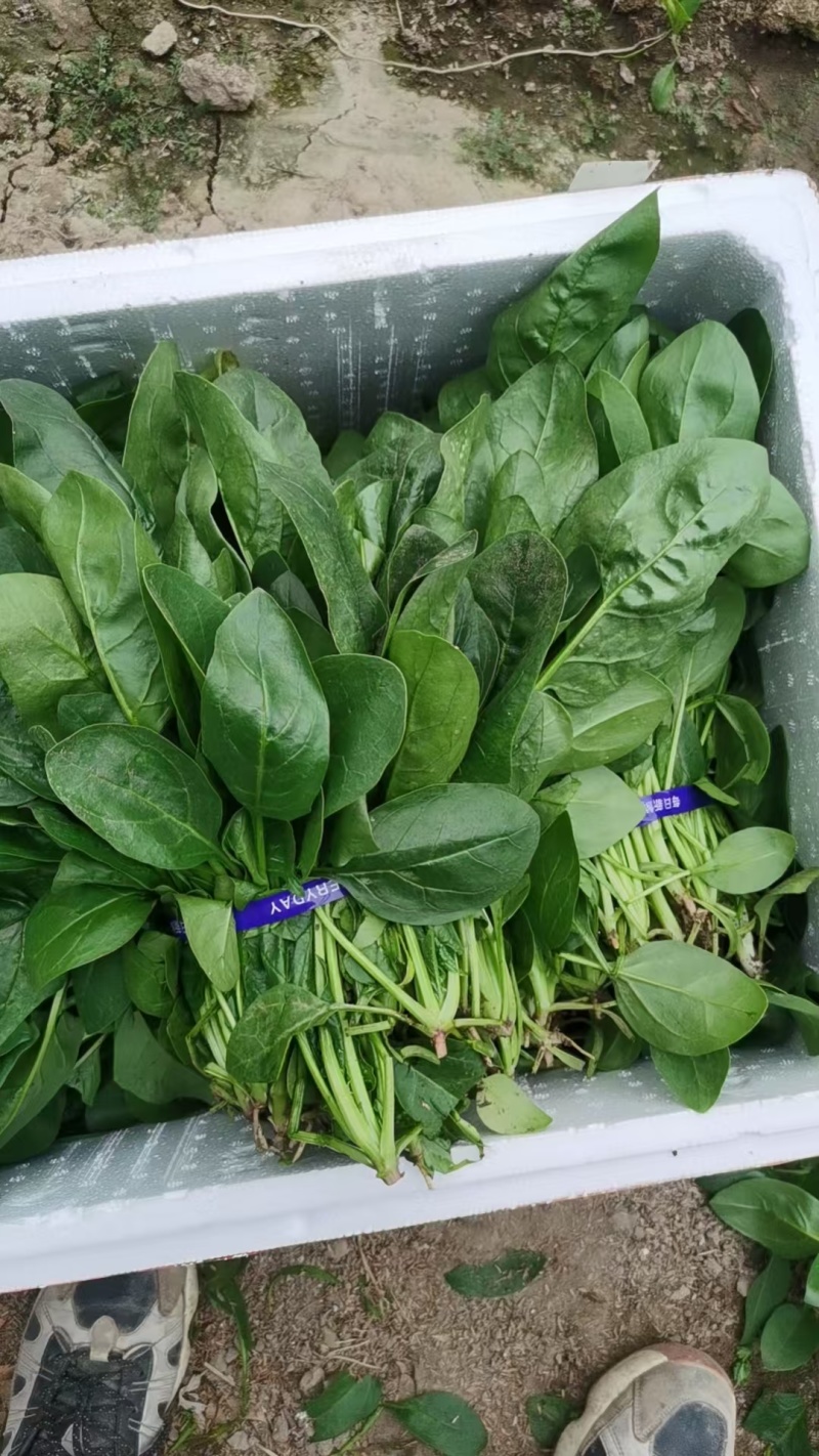 大叶菠菜