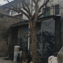 30年树龄石榴树，直径22公分