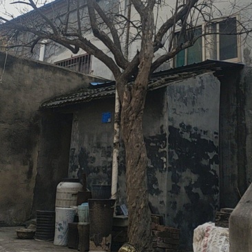 30年树龄石榴树，直径22公分