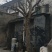 30年树龄石榴树，直径22公分