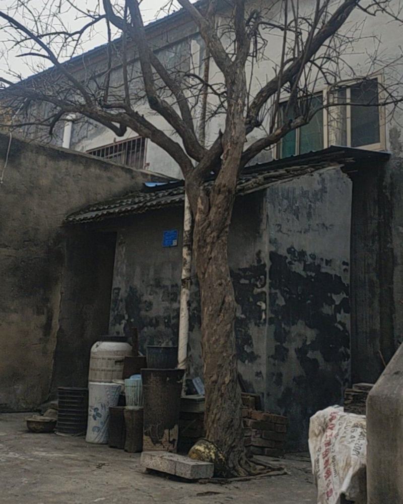 30年树龄石榴树，直径22公分