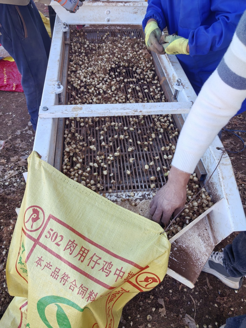 百合子球