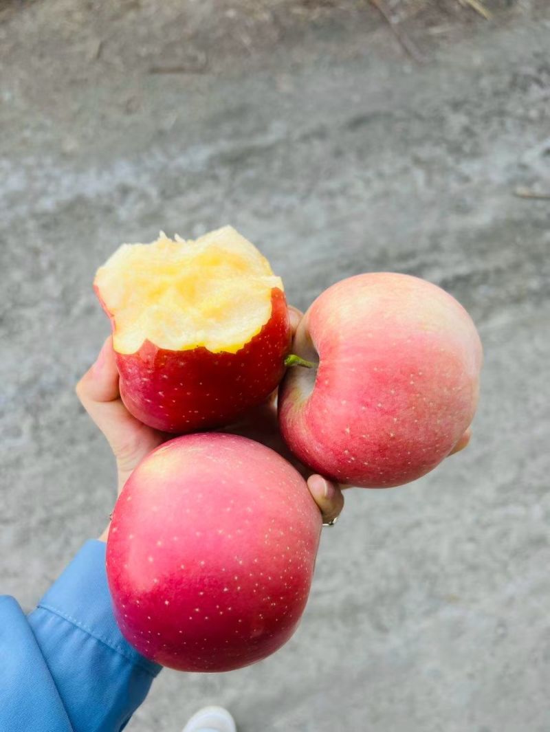 阿克苏红旗坡冰糖心苹果