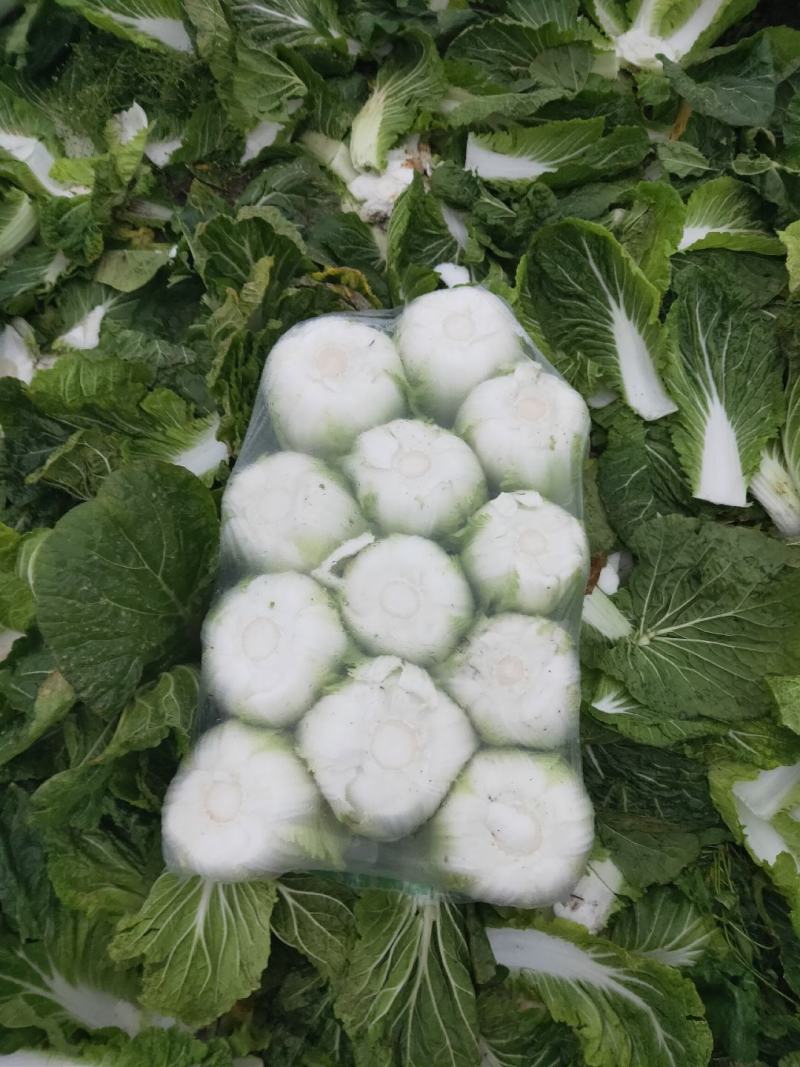 黄芯大白菜4567规格矮颗高颗都有货大量供应