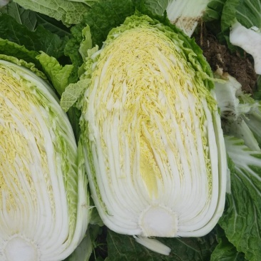 黄芯大白菜4567规格矮颗高颗都有货大量供应