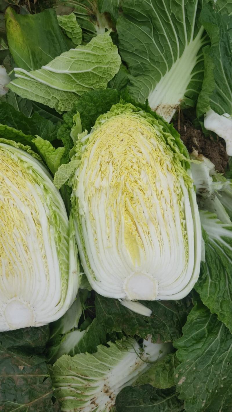 黄芯大白菜4567规格矮颗高颗都有货大量供应