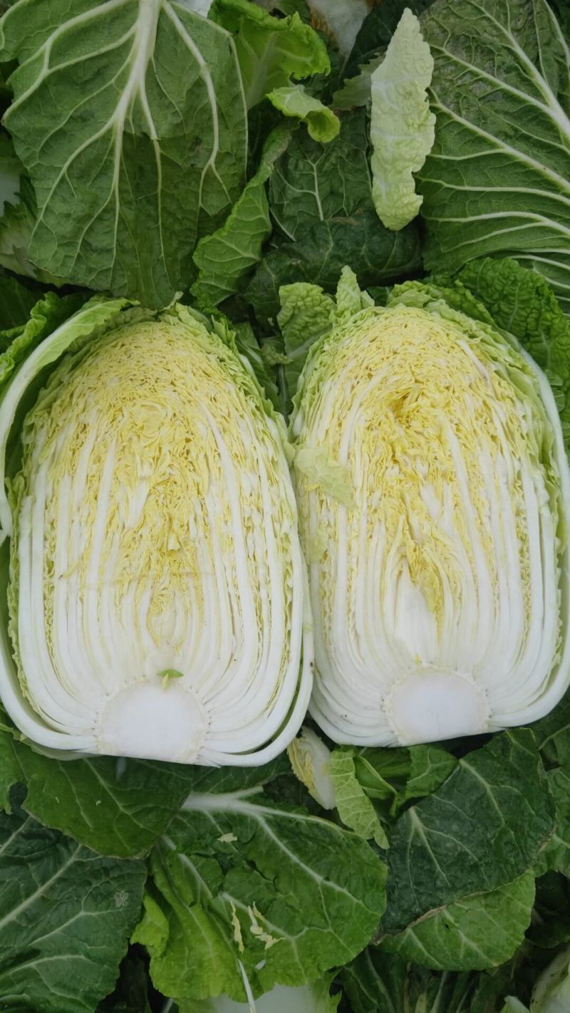 黄芯大白菜4567规格矮颗高颗都有货大量供应