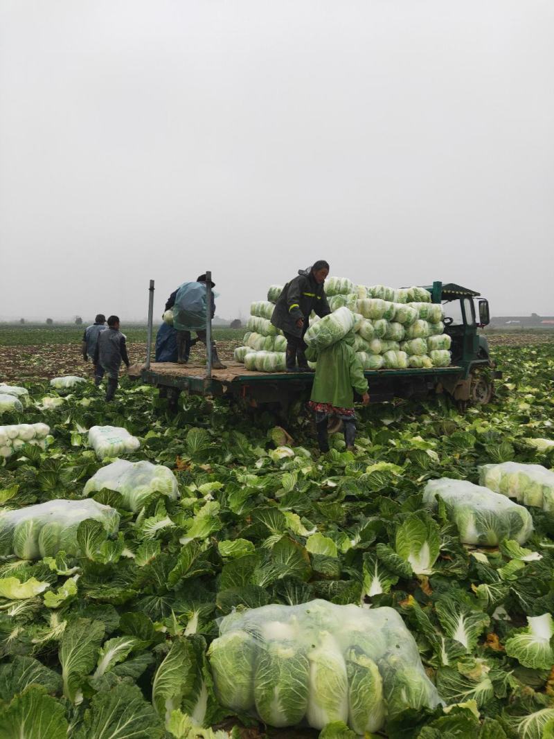 黄芯大白菜4567规格矮颗高颗都有货大量供应