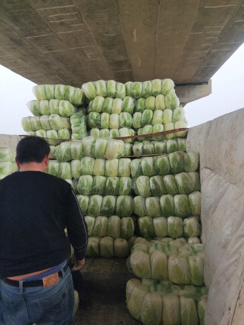 黄芯大白菜4567规格矮颗高颗都有货大量供应
