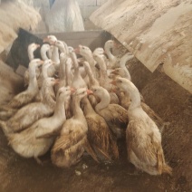 大白鹅