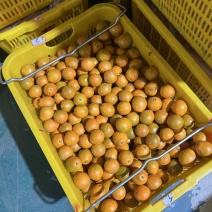 脆蜜金桔
