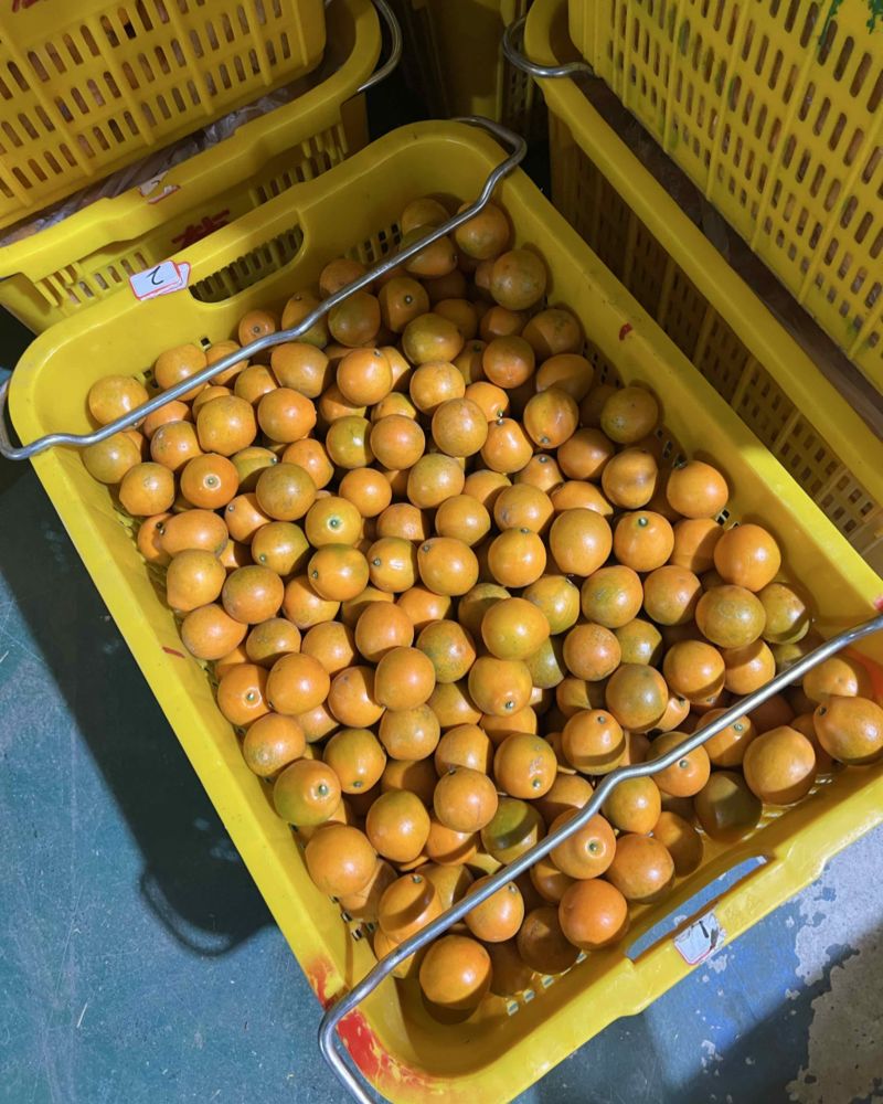 脆蜜金桔