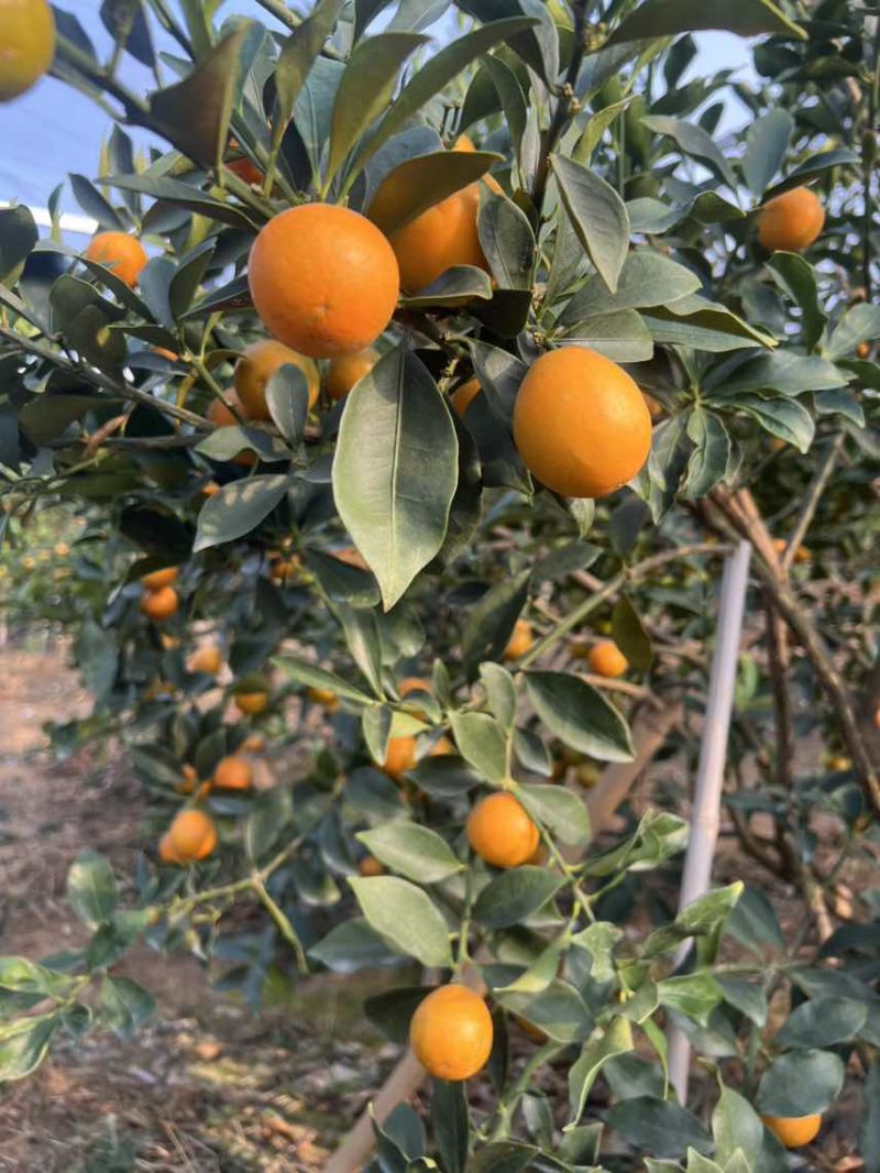 脆蜜金桔