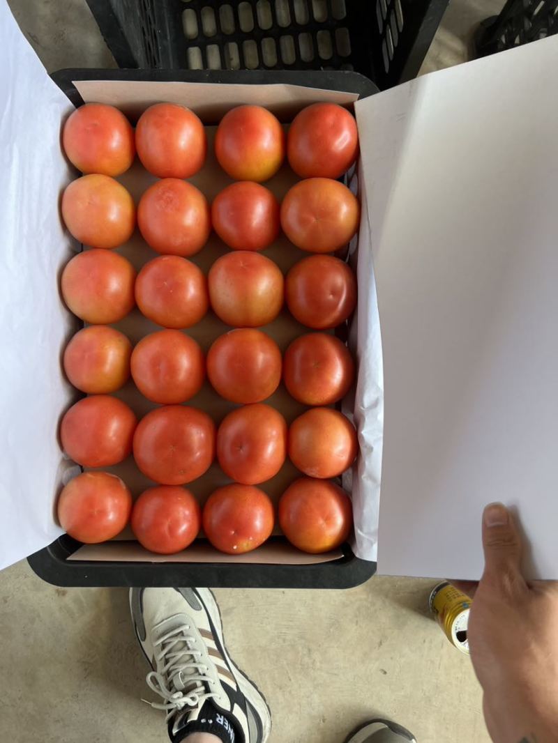 精品西红柿欢迎来谈