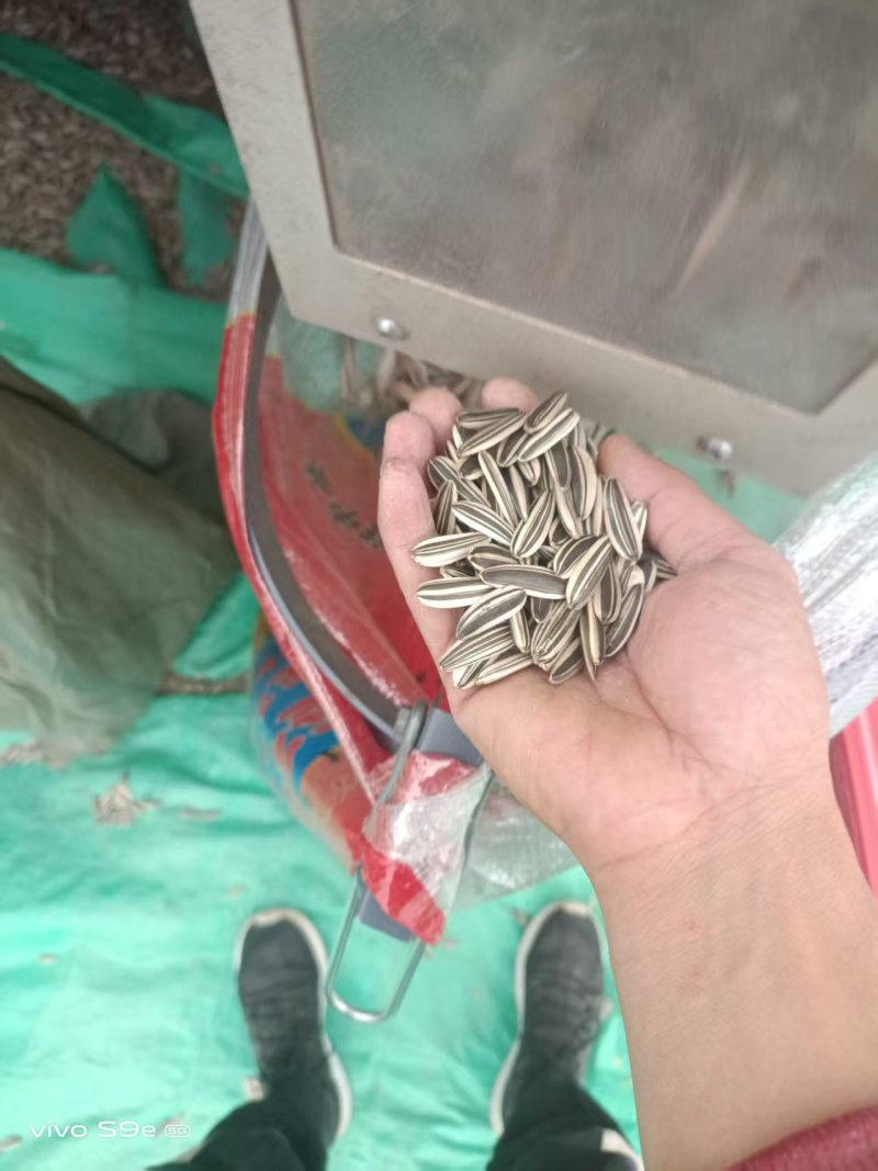 同辉20葵花籽机选千粒240
