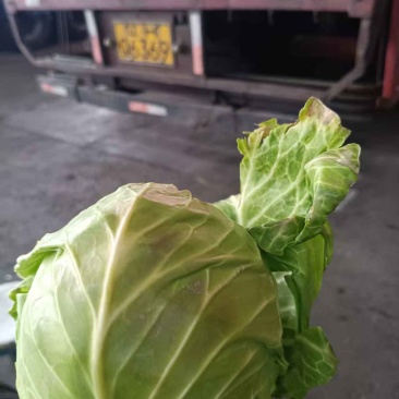 牛心甘蓝