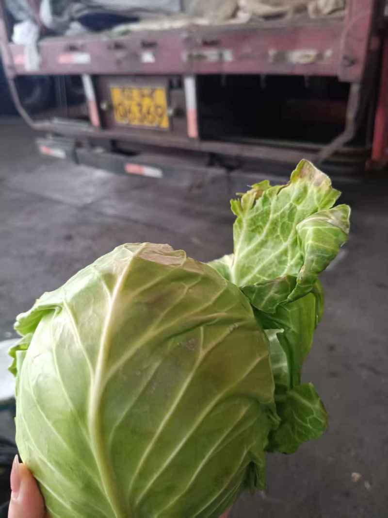 牛心甘蓝